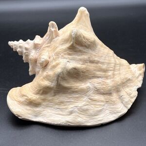 Large Queen Conch Shell 8x6.5x5 Pink Tan Ocean Nautical Decor Beach Boat 2.56lbs